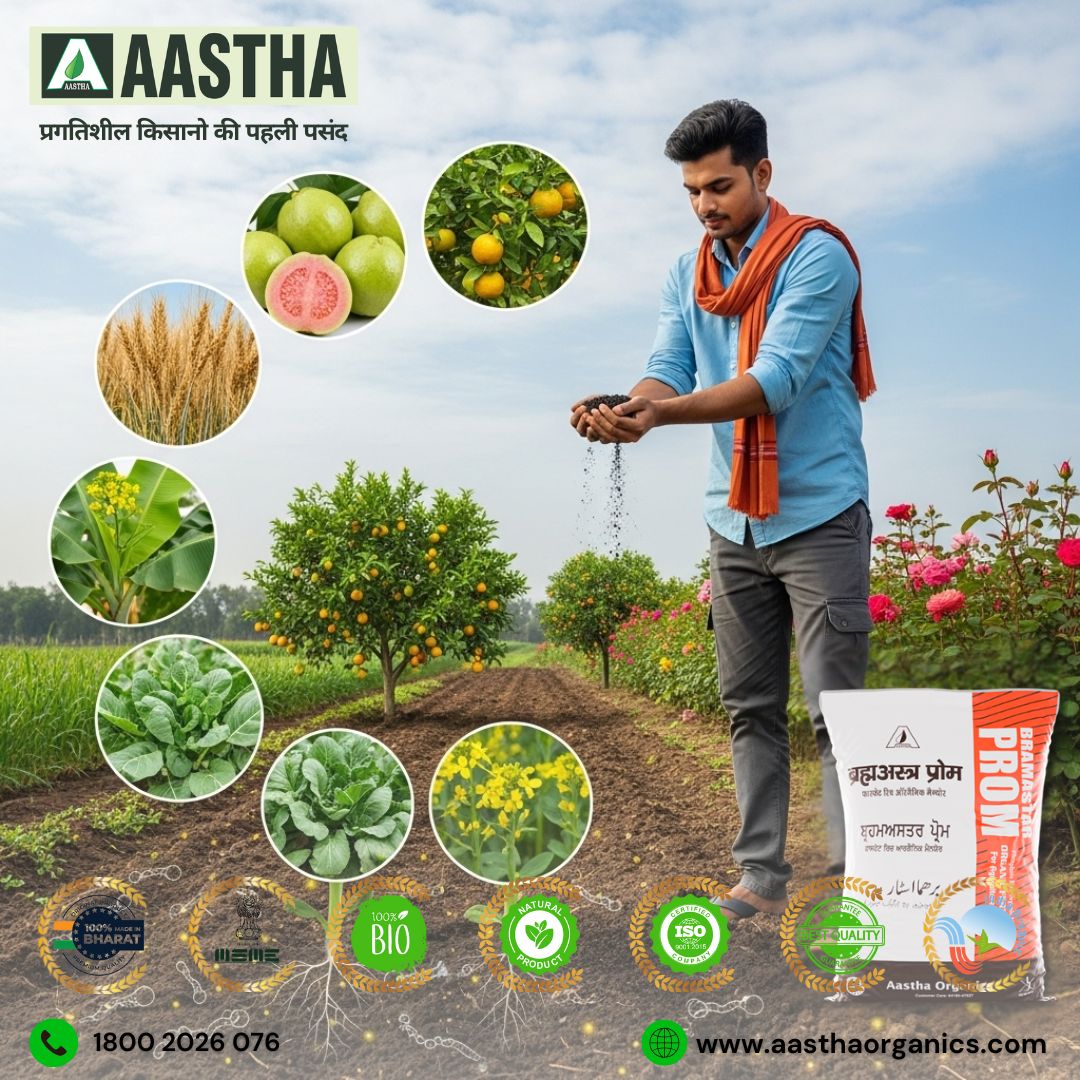 Bramastar PROM: Crop-Wise Benefits and Complete Usage Guide for Phosphate-Rich Organic Manure 